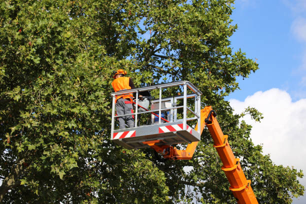 East End, AR Tree Services Company